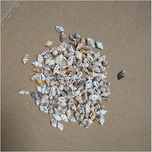 Load image into Gallery viewer, 50pcs/Lot 0.9-1.3 cm Small Miscellaneous Conch Home toysDecoration Material Natural Craft Seashell Aquarium Fish Tank Landscape